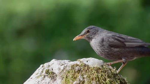 Pájaro negro comiendo en la naturaleza
