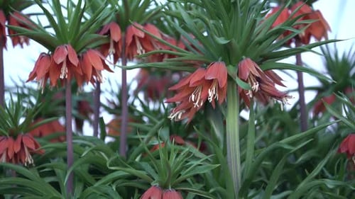 Blumen