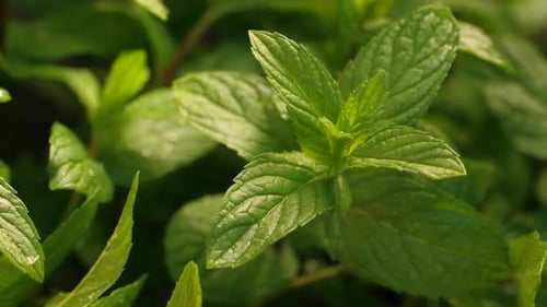 Herbe à la menthe au vent