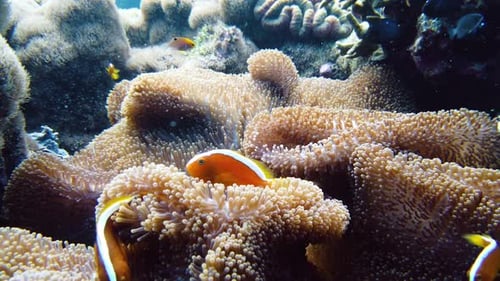 Sea Anemone and Clown Fish.