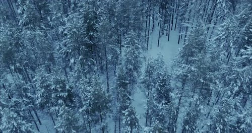 Copter Flies Over Snowy Forest Fabulous Landscape