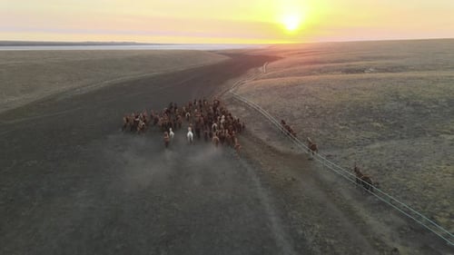 Wild Horses Running