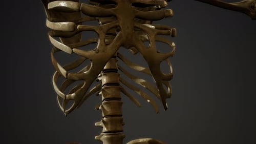 Bones of the Human Skeleton