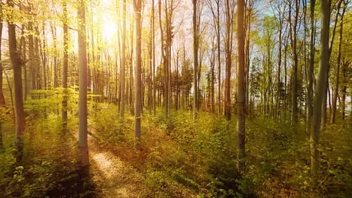 Bei Sonnenuntergang durch die Bäume des Herbstwaldes fliegen