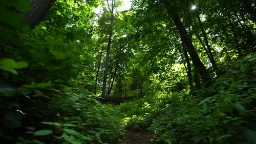 Beautiful summer morning in the forest. Sun rays break through the foliage of magnificent green tree