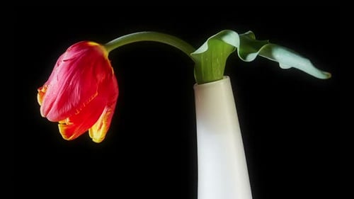 Wilted Red Tulip in Vase Against Black Background