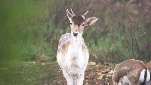 Elegant Fallow Deer Standing in Natural Habitat