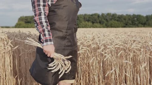 A farmer walks through a wheat field checking his harvest.