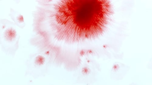 Abstract Red Ink Bloom on White Background