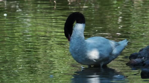 A white swan with a black neck cleans its feathers on the lake.