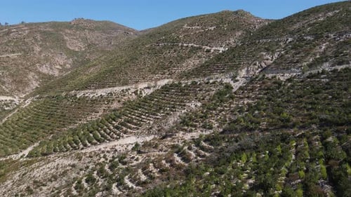 Vista aérea de reforestación