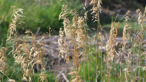 Static view of grass blowing in breeze