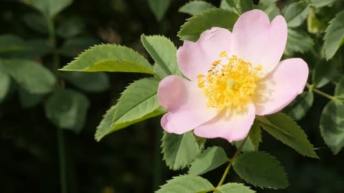 Beautiful flower Rosa rubiginosa wild rose outdoor in the forest 4K 2160p 30fps UltraHD footage - S