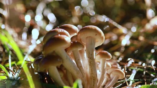 Armillaria Mushrooms of Honey Agaric In a Sunny Forest
