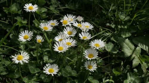 Schöne Bellis Staude im Baumschatten 4K 2160p 30fps UHD-Video - Blühendes weißes Gänseblümchen f