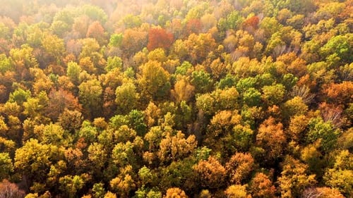 Aerial top down view of autumn forest with green and yellow trees. Mixed deciduous and coniferous fo