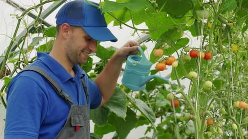 Man Watering Tomato Plants in Greenhouse
