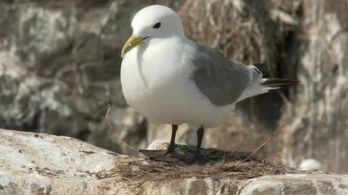 Black-legged Kittiwake (Rissa tridactyla) on rock nesting, cleaning feathers