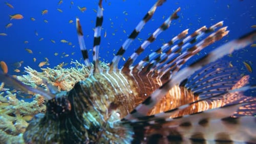 Underwater Lionfish