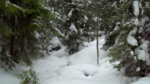 Snowfall in Winter Forest