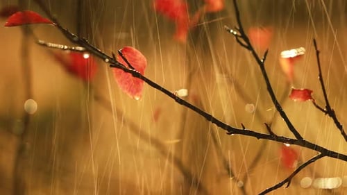 Raindrops Falling on Autumn Red Leaves in Golden Light