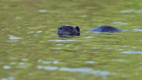 Natürlicher Lebensraum für Wildtiere, eine wilde aquatische Ernährung, Myocastor coypus, der auf einem wellenförmigen See schwimmt