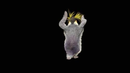 78 Penguin Dancing HD