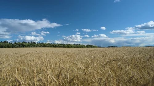 Wheat field on a windy day
