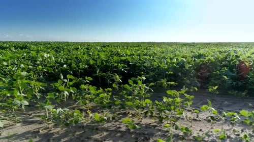 Soy Field