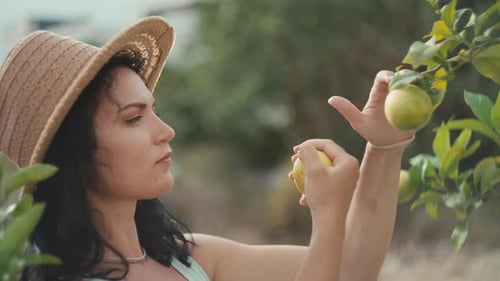 Young Woman Inspecting Lemons on a Tropical Tree