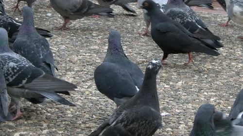 Flock of Gray Pigeons Gathering Together