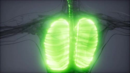 Examen radiológico de pulmones humanos