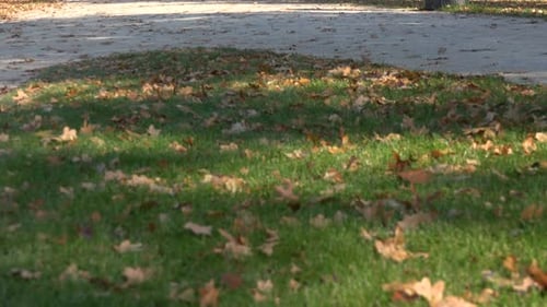 A Walkway in a Park on a Sunny Day During Fall - a Bench in the Foreground - Slider
