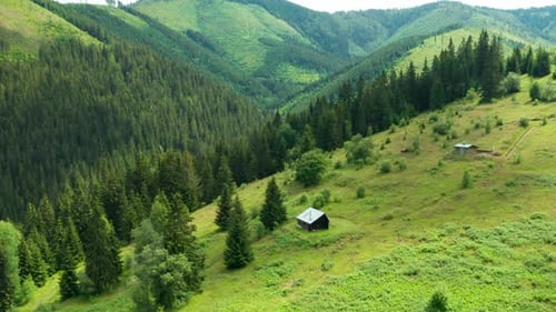 Fly Over Green Field and Pine Wood Forest in the Mountains in Summer
