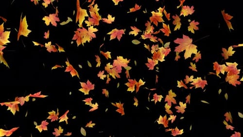 Natural Falling Autumn Leaves Transition Loop Effect