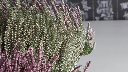 Purple and White Heather Flowers in Bloom