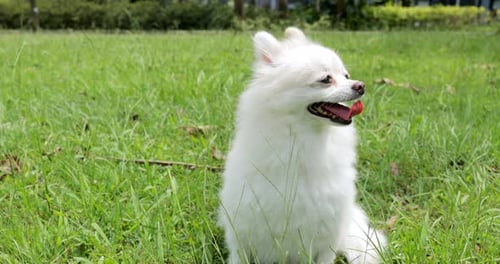 Fluffy White Dog Sitting in a Park