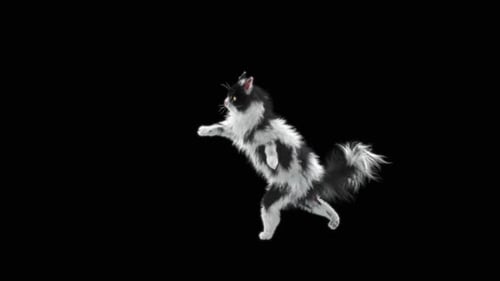 Cat Capoeira HD