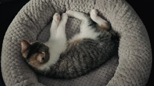 Gray Tabby Cat Napping Peacefully in Cozy Bed