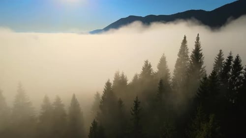 Aerial View of Amazing Scenery with Foggy Dark Mountain Forest Pine Trees at Autumn Sunrise