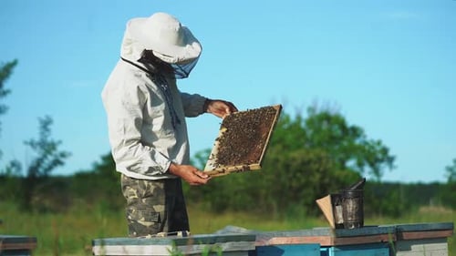Beekeeper Inspecting Bee Frame at Apiary