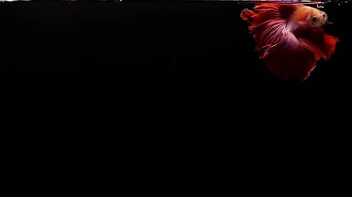 Vibrant and colourful Siamese fighting fish Betta splendens, also known as Thai Fighting Fish or bet