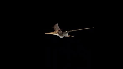 Realistic Pterodactyl Flying Animation with Alpha Channel