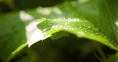 Water Drops on Leaf Surface