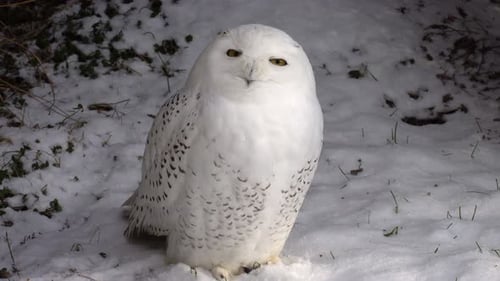Weiße Eule