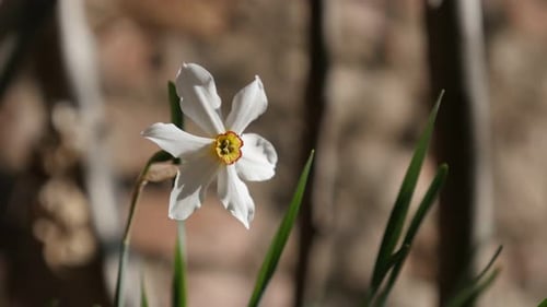 Planta de narciso de primavera poco profunda DOF 4K 2160p 30 fps Imágenes UltraHD - Narcissus poeticus flor de jardín