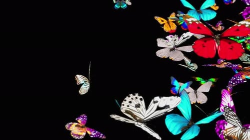 Flying Colorful Butterflies Swarm Transition