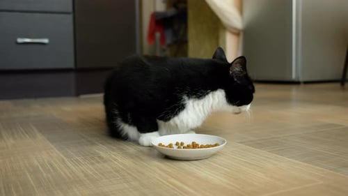 Black and White Cat Eating Food on Floor