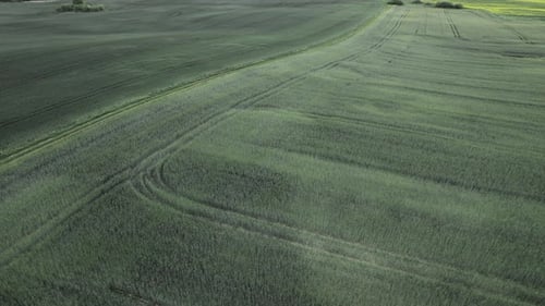 Aerial Drone View of Freshly Sown Green Field with Tractor Tire Tracks at Sunset