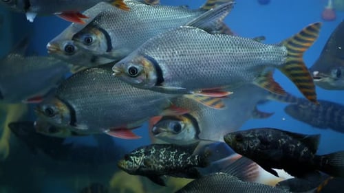 Diversity of Tropical Fishes in Exotic Decorative Aquarium. Assortment in Chatuchak Fish Market Pet